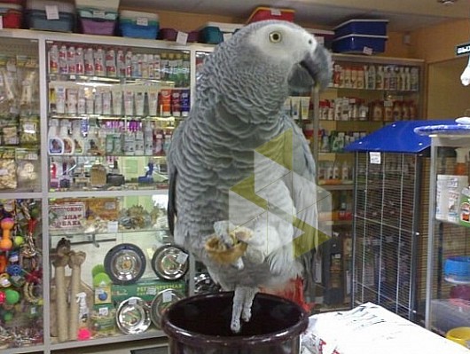 Где В Новосибирске Можно Купить Попугая