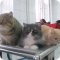 Челябинская городская ветеринарная станция по борьбе с болезнями животных в Тракторозаводском районе