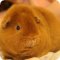 Питомник породистых морских свинок Луни-Лэнд на Кондратьевском проспекте