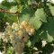 Северо-Кавказский федеральный научный центр садоводства, виноградарства, виноделия Анапская зональная опытная станция виноградарства и виноделия