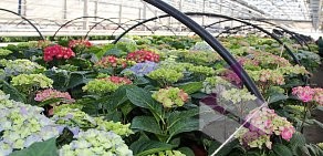 Сеть салонов-магазинов цветочной продукции Лазаревское в Дзержинском районе