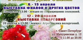 Магазин цветов Невский Дом фиалки на Мичуринской улице