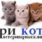 Ветеринарная клиника Три кота на метро Чернышевская