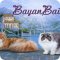 Питомник персидских кошек BayanBaikal в Советском районе