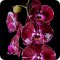 Компания по оптовой продаже орхидей Orchidelia