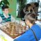 Шахматная школа Лабиринты шахмат на Братиславской улице, 26
