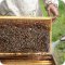 Зауральская пчеловодная компания Новая Пасека на Омской улице