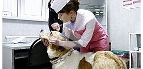 Ветеринарная клиника Берег в Видном