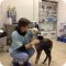 Ветеринарная клиника 101 Далматинец в Химках в микрорайоне Сходня