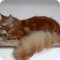 Питомник кошек породы Мейн-кун DreamsKeeper