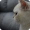 Питомник шотландских вислоухих кошек Galaxy cat на улице Авиастроителей