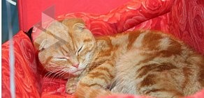 Питомник кошек Сладкий сон