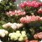 Флористическая лавка Цветы Provance на метро Лесная