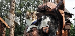 Питомник кошек породы мейн-кун Volcanplace