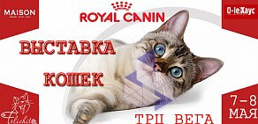 Клуб любителей кошек Феличита на проспекте Степана Разина