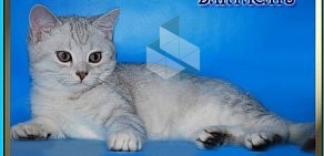 Питомник британских и шотландских кошек Daryacats