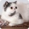 Питомник персидских и экзотических короткошерстных кошек Irlins