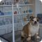Ветеринарная клиника Камчатская краевая станция по борьбе с болезнями животных