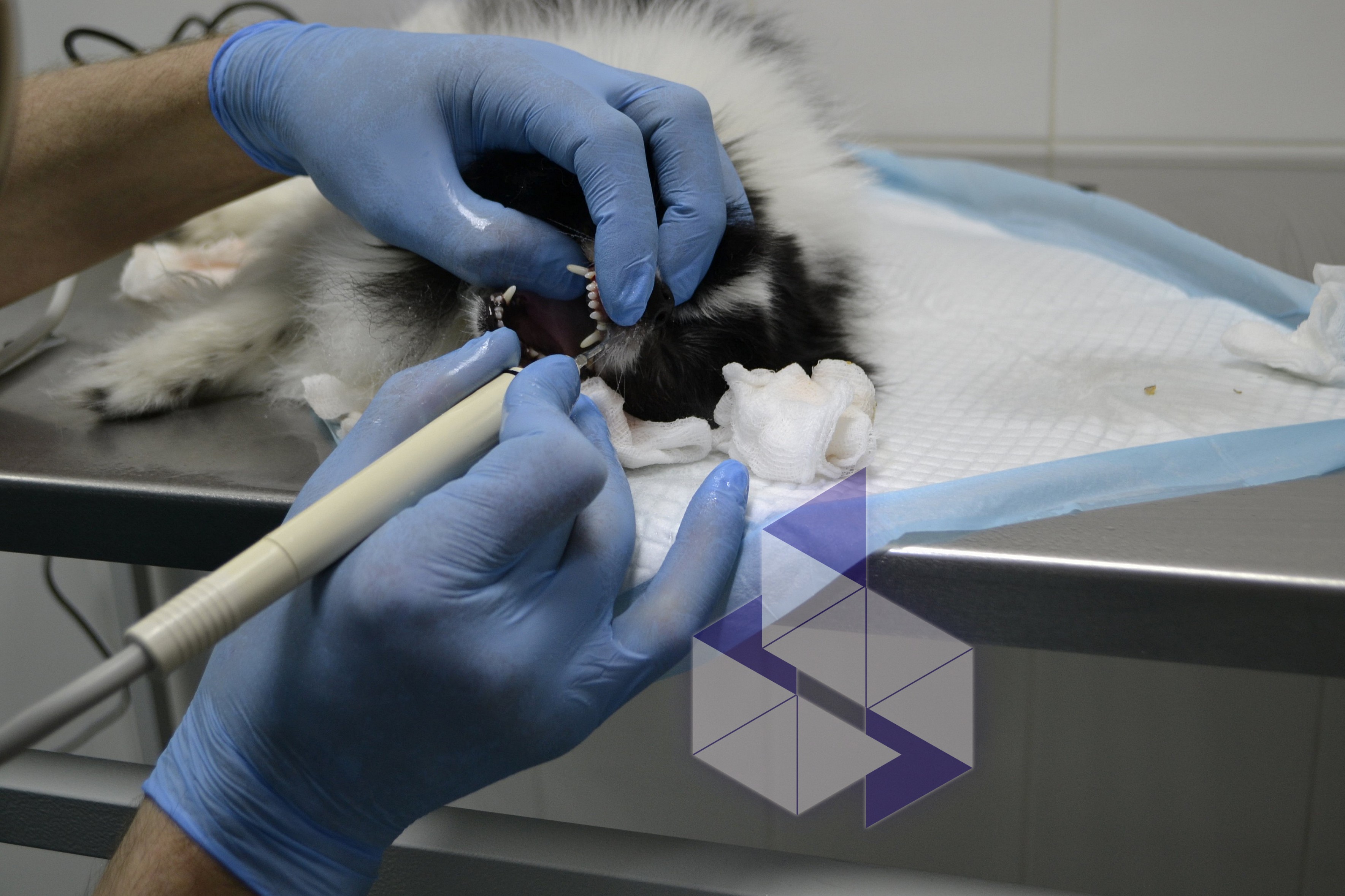 Скольки месяцев можно стерилизовать кошку. Рихарда Зорге 48 ветклиника. Стерилизация Ветеринария.