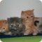 Питомник экзотических короткошерстных и персидских кошек Olis Kis
