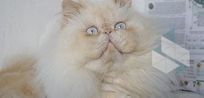 Питомник экзотических короткошерстных и персидских кошек Olis Kis
