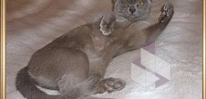 Питомник кошек породы европейская бурма Freya Way