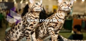Питомник бенгальских кошек Zoocat