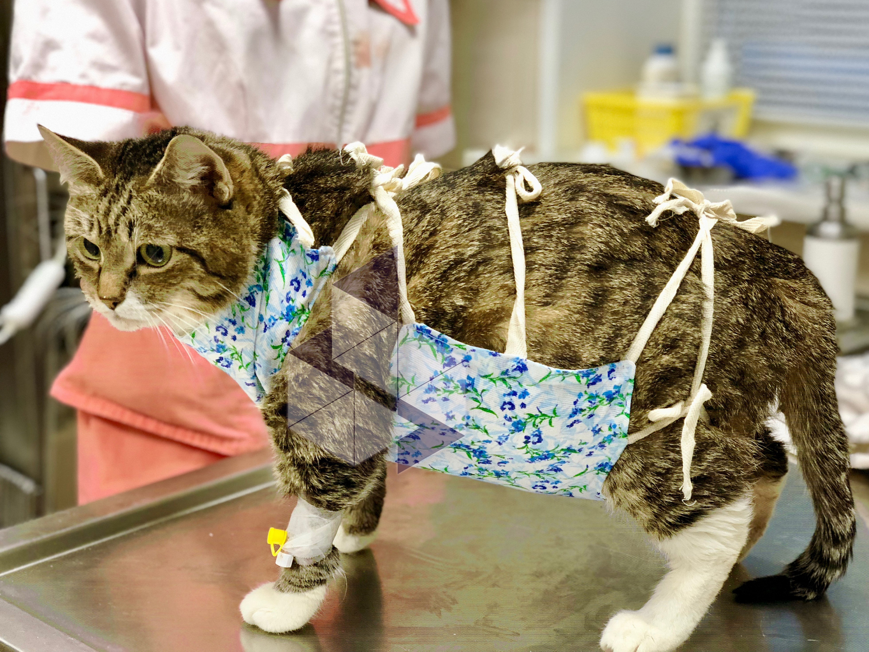 Жизнь стерилизованной кошки. Стилизация кошки. Кошка после стерилизации.