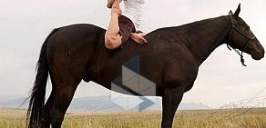 Конный клуб Horse Yoga в Южном Урале