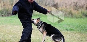 Клуб служебного собаководства Аргус на Школьной улице в Видном