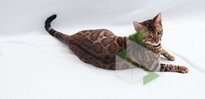 Питомник бенгальских кошек Home-Hunter на улице Чаадаева