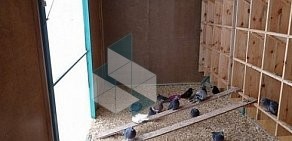 Ветеринарный центр птиц и экзотических животных Зеленый попугай в Балашихе