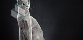 Питомник русских голубых и бенгальских кошек Razdolie на Загородном шоссе
