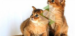 Питомник бенгальских и шотландских кошек PinCat