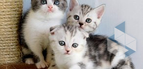 Питомник бенгальских и шотландских кошек PinCat