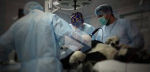 Ветеринарный центр малотравматичной хирургии и комплексного восстановления Лебеди в Олимпийской деревне