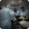 Ветеринарный центр малотравматичной хирургии и комплексного восстановления Лебеди в Олимпийской деревне
